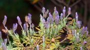 Hvad skal man gøre, hvis lavendel tørrer ud: instruktioner til at redde planten