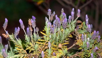 Hvad skal man gøre, hvis lavendel tørrer ud: instruktioner til at redde planten