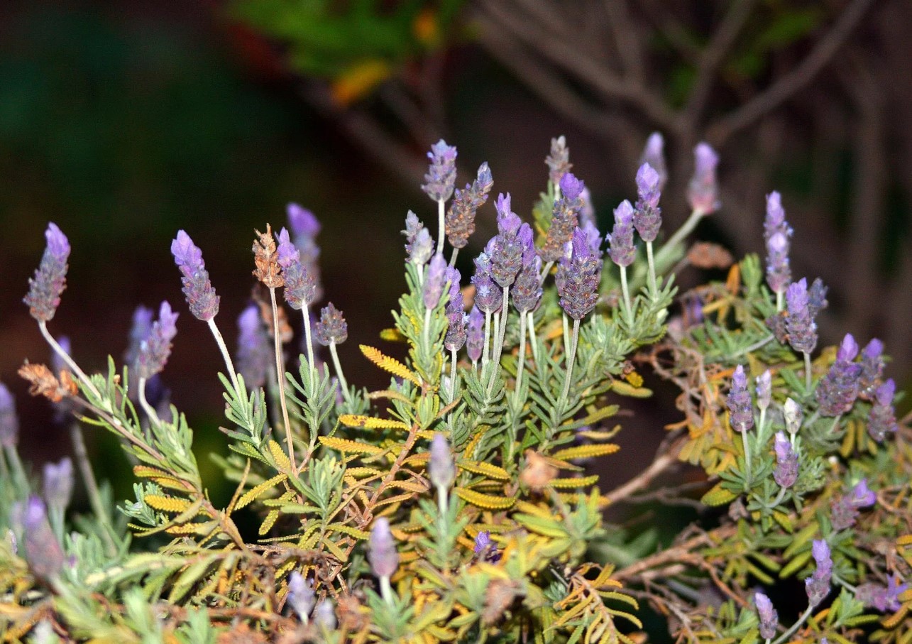 Hvad skal man gøre, hvis lavendel tørrer ud: instruktioner til at redde planten