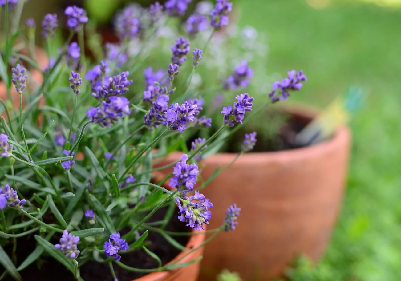 Gødning til lavendel: hvordan man får planter til at blomstre rigeligt