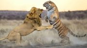 Løve eller tiger: hvem har naturen gjort til den sande mester?