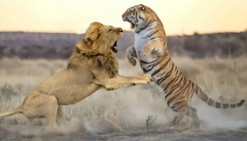 Løve eller tiger: hvem har naturen gjort til den sande mester?