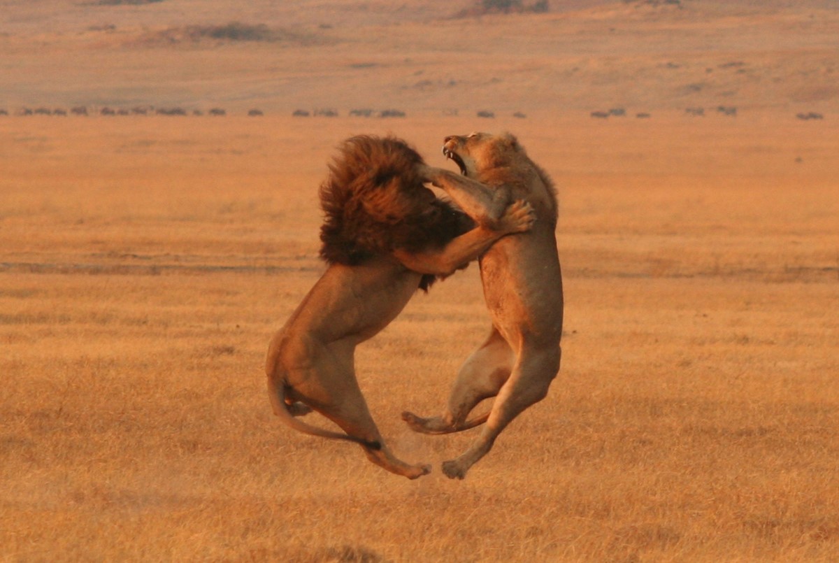 Løve eller tiger: hvem har naturen gjort til den sande mester?