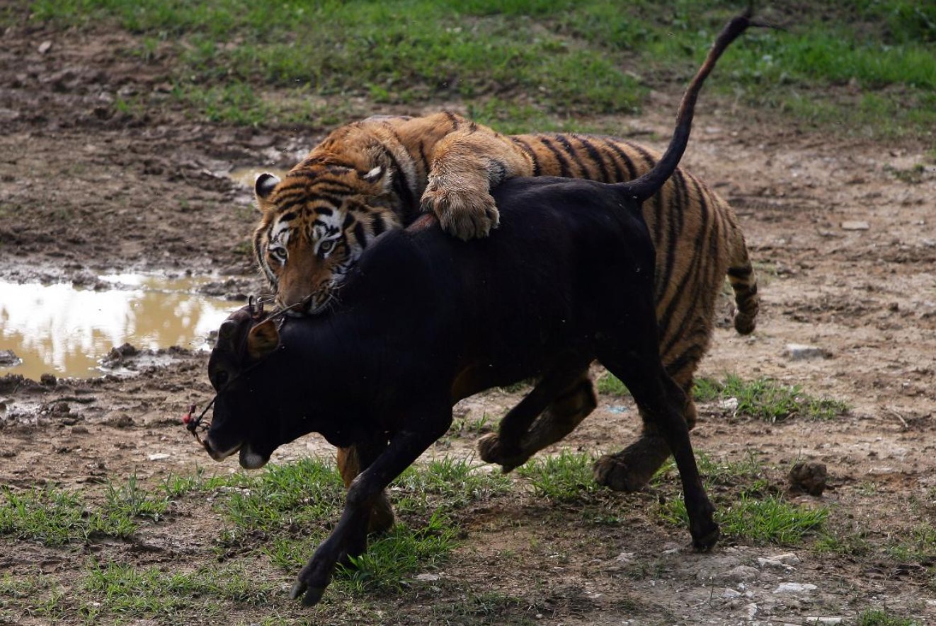 Løve eller tiger: hvem har naturen gjort til den sande mester?