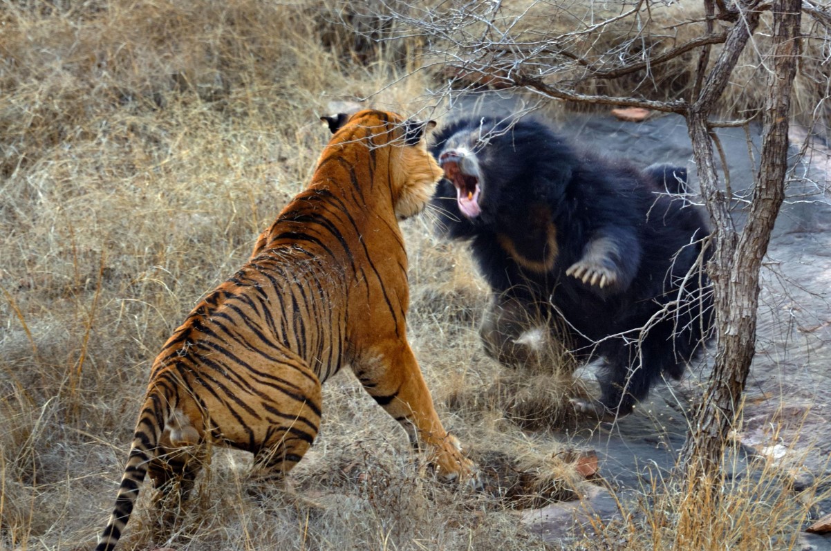 Løve eller tiger: hvem har naturen gjort til den sande mester?