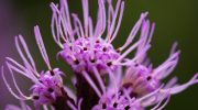 Blomster-indtrængere: hvordan de kan ødelægge din perfekte have