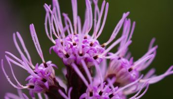 Blomster-indtrængere: hvordan de kan ødelægge din perfekte have