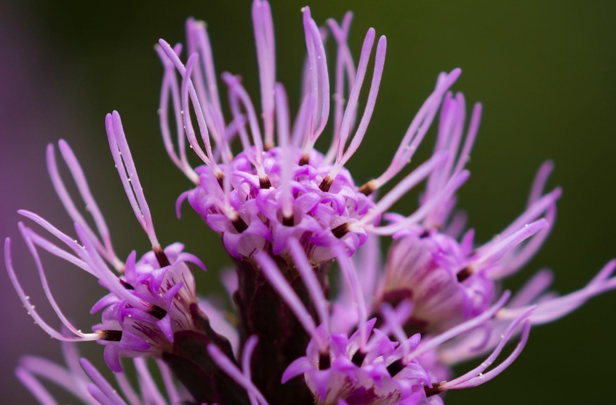 Blomster-indtrængere: hvordan de kan ødelægge din perfekte have