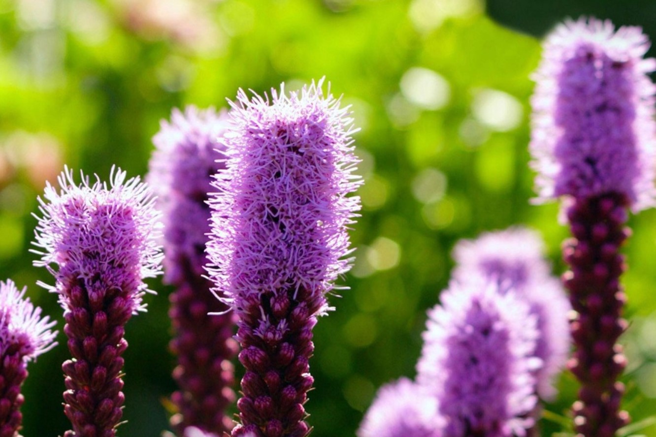 Blomster-indtrængere: hvordan de kan ødelægge din perfekte have