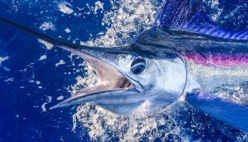 Det, der blev fundet i marlinens mave, vendte op og ned på vores opfattelse af havet og dets love