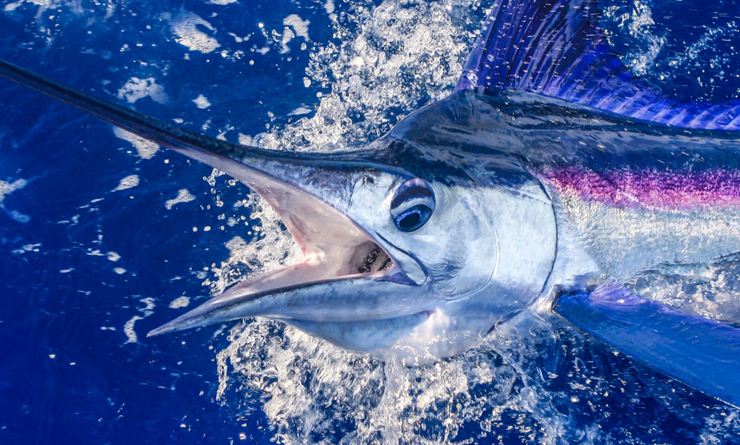 Det, der blev fundet i marlinens mave, vendte op og ned på vores opfattelse af havet og dets love