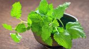 Aromatisk beskyttelse mod stress: en enkel plante med stærk virkning