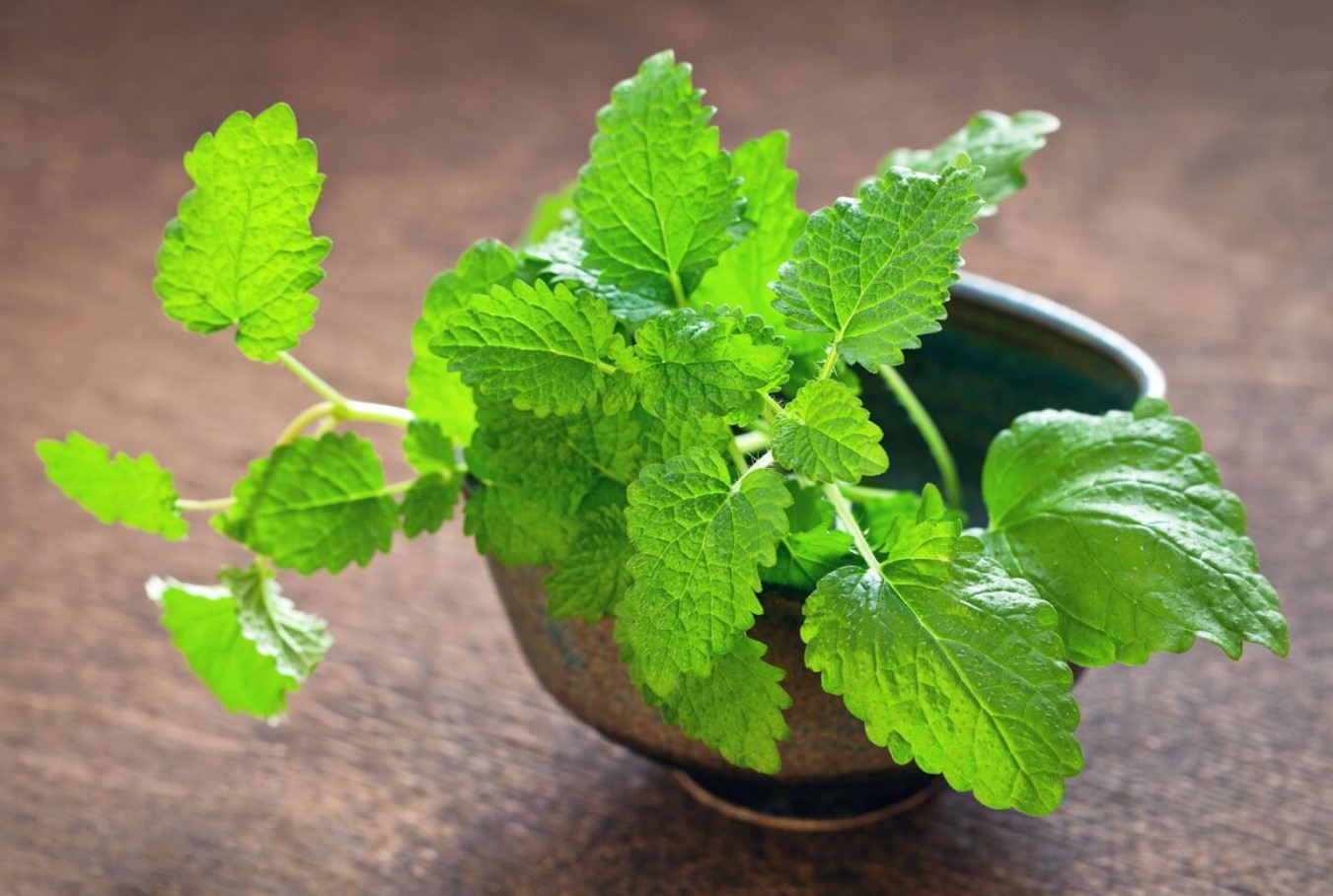 Aromatisk beskyttelse mod stress: en enkel plante med stærk virkning
