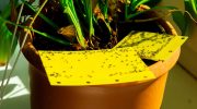 Hvor kommer myg fra i blomster: for at slippe af med skadedyr er det nok at fjerne deres kilde