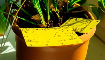 Hvor kommer myg fra i blomster: for at slippe af med skadedyr er det nok at fjerne deres kilde