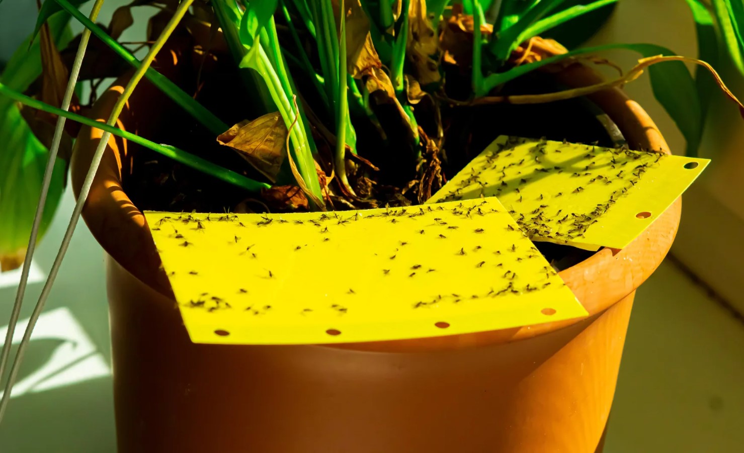Hvor kommer myg fra i blomster: for at slippe af med skadedyr er det nok at fjerne deres kilde