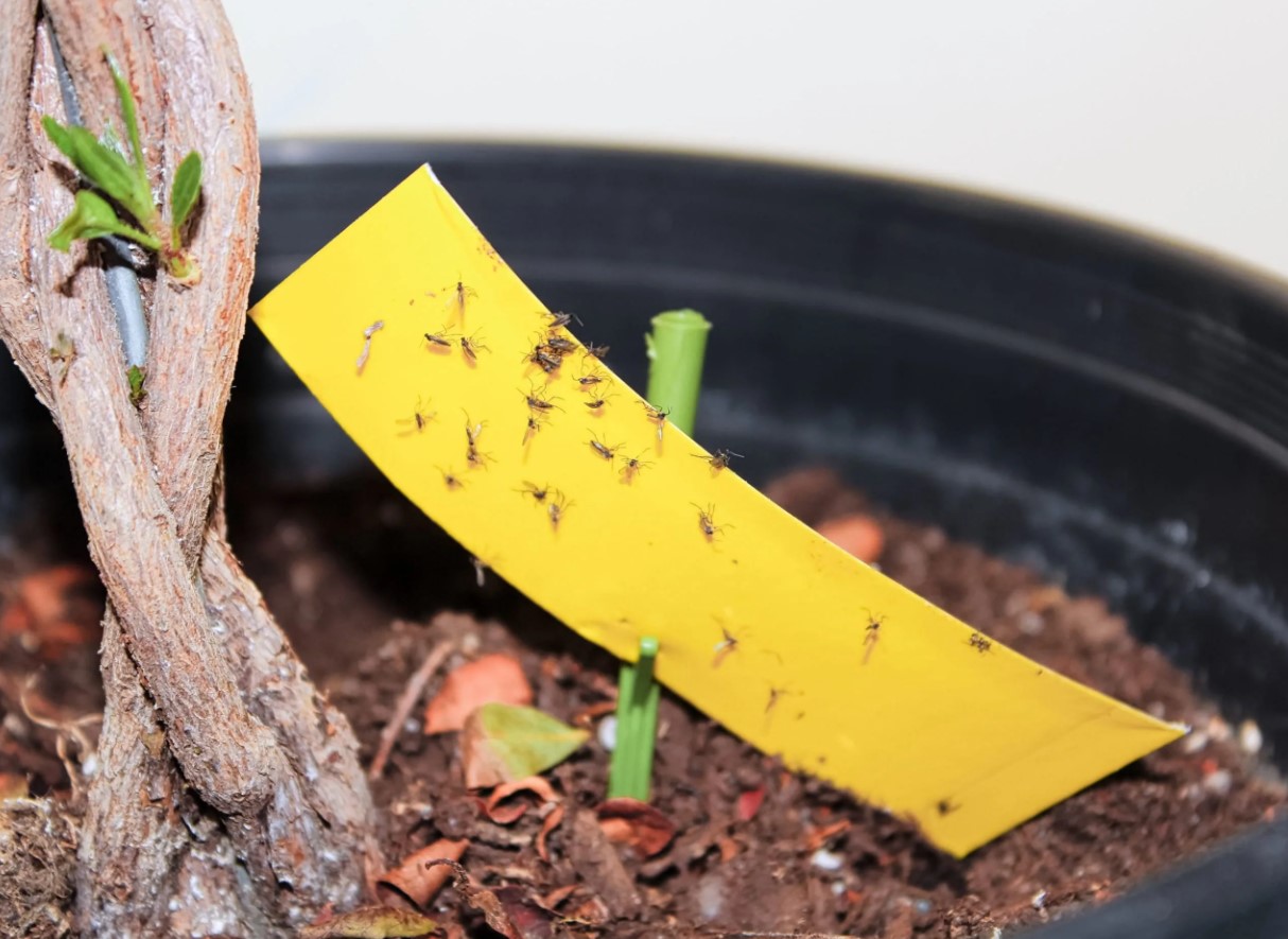 Hvor kommer myg fra i blomster: for at slippe af med skadedyr er det nok at fjerne deres kilde