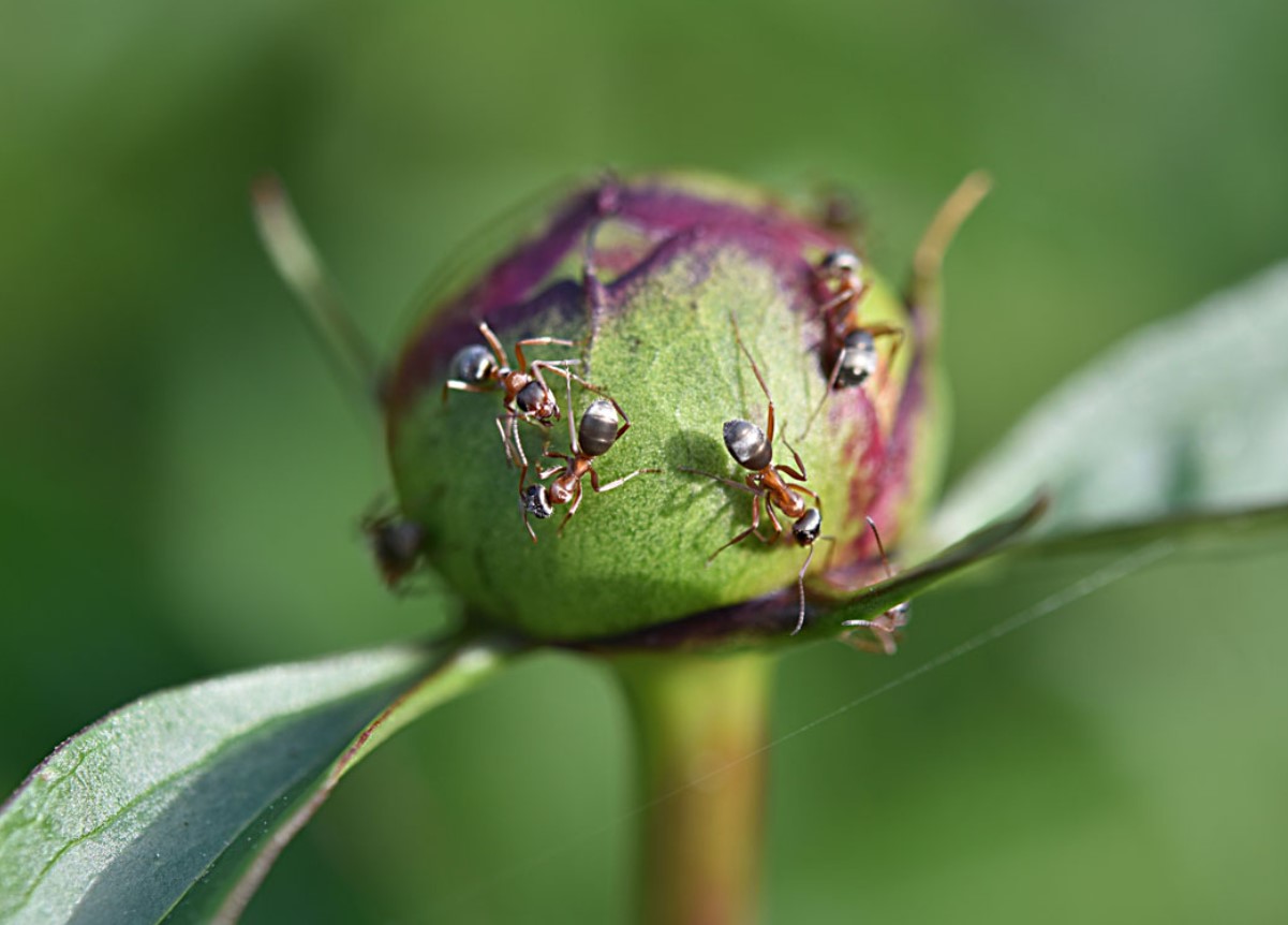 Myre på pæoner: hvordan man behandler blomster for at slippe af med skadedyr
