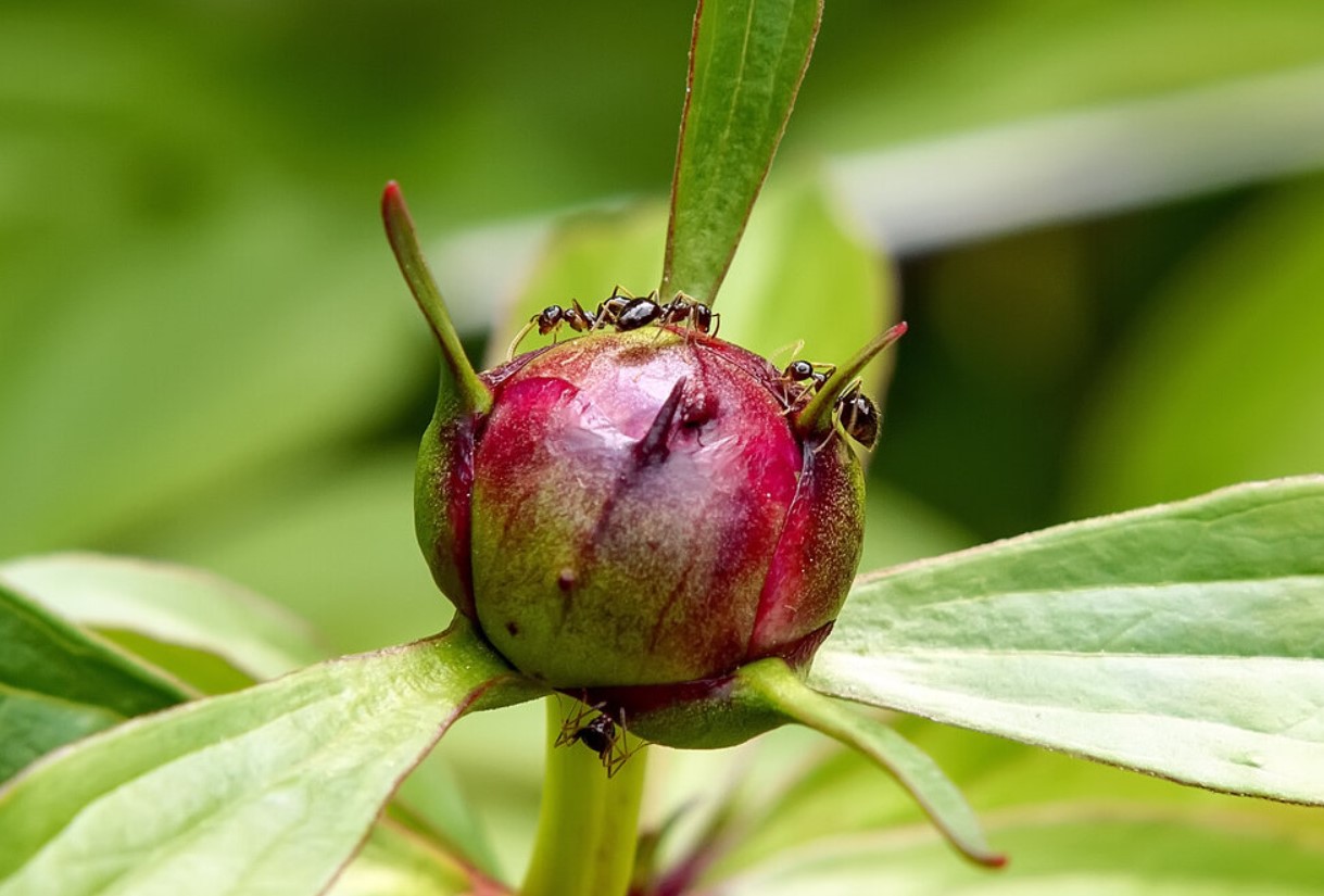 Myre på pæoner: hvordan man behandler blomster for at slippe af med skadedyr