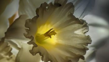 Plantede blomster – og muldvarpe forsvandt straks fra grunden: ikke en plante, men et ægte biologisk våben