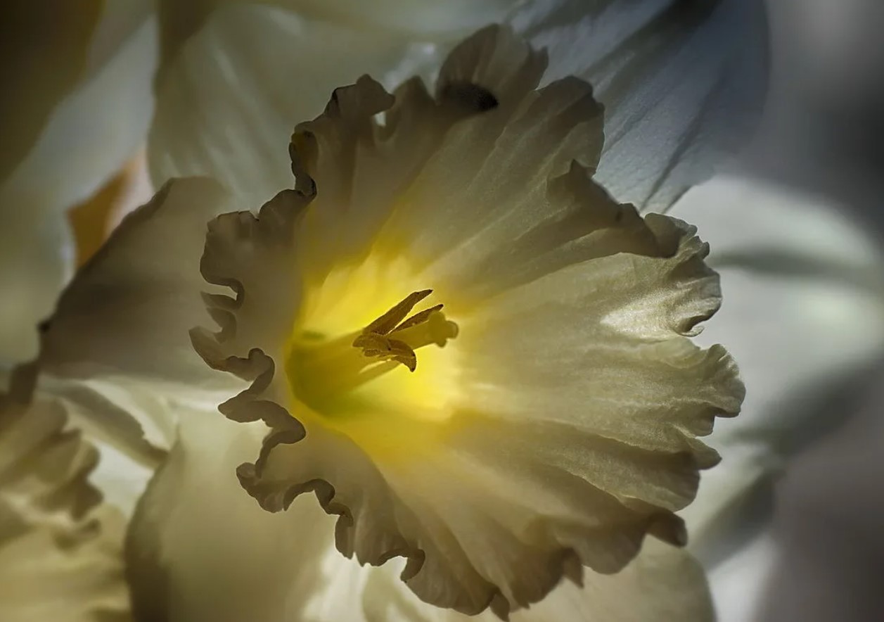 Plantede blomster – og muldvarpe forsvandt straks fra grunden: ikke en plante, men et ægte biologisk våben