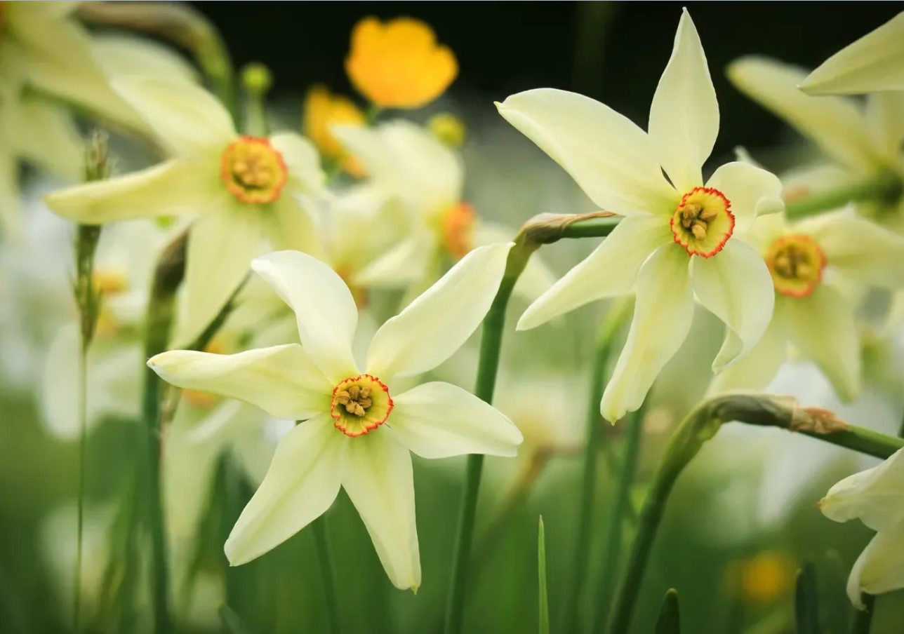Plantede blomster – og muldvarpe forsvandt straks fra grunden: ikke en plante, men et ægte biologisk våben