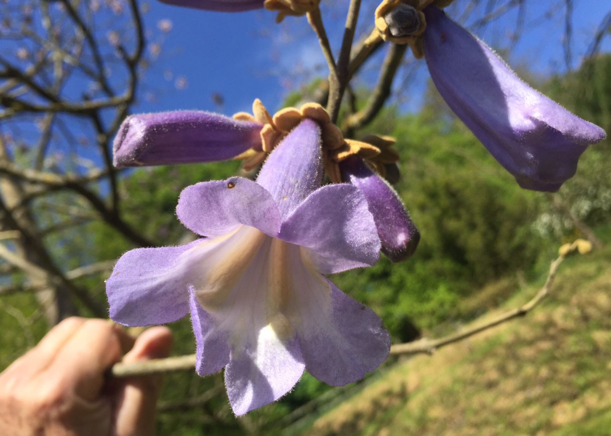 Den vokser hurtigere end bambus og har usædvanlige blomster: Denne unikke træ forvandler haver
