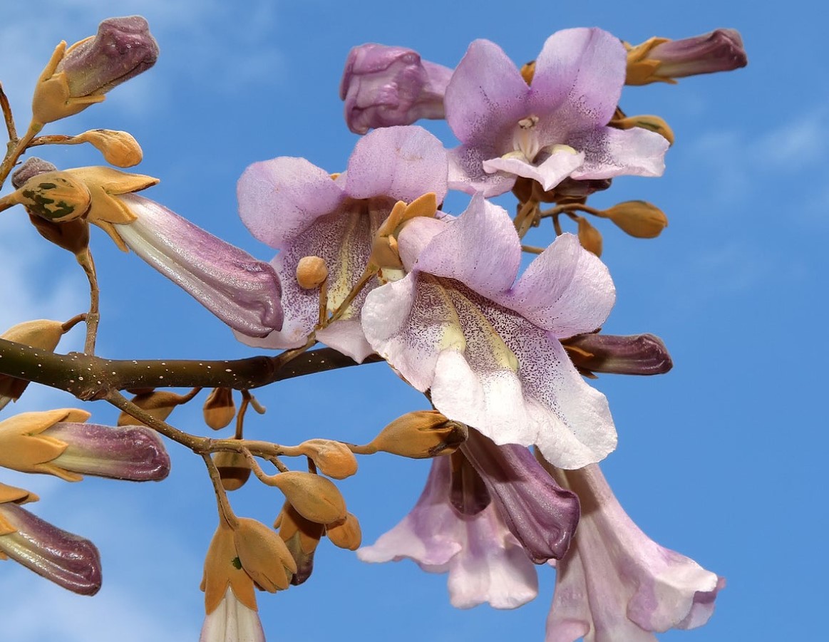 Den vokser hurtigere end bambus og har usædvanlige blomster: Denne unikke træ forvandler haver