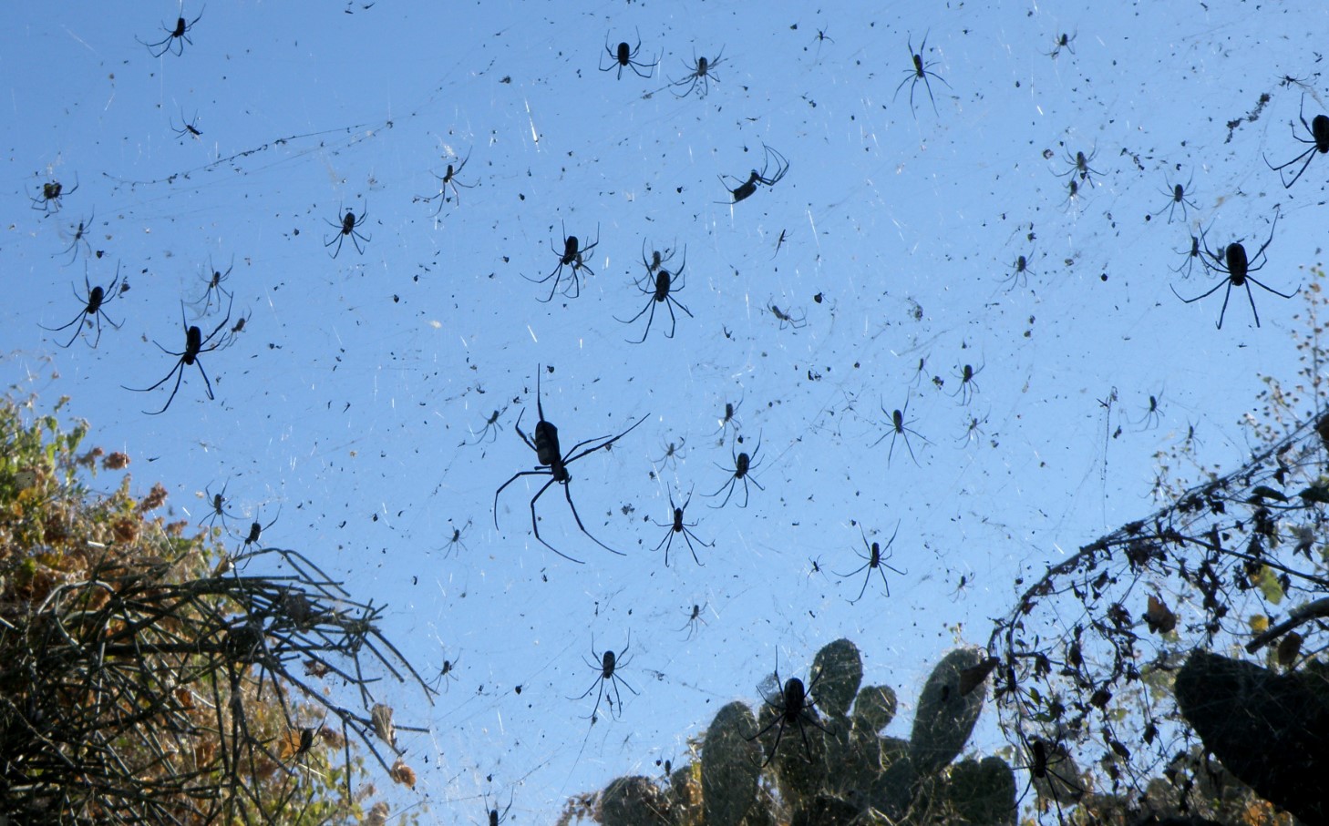 Arachnofobi er garanteret: Aitoliko – en ø erobret af edderkopper
