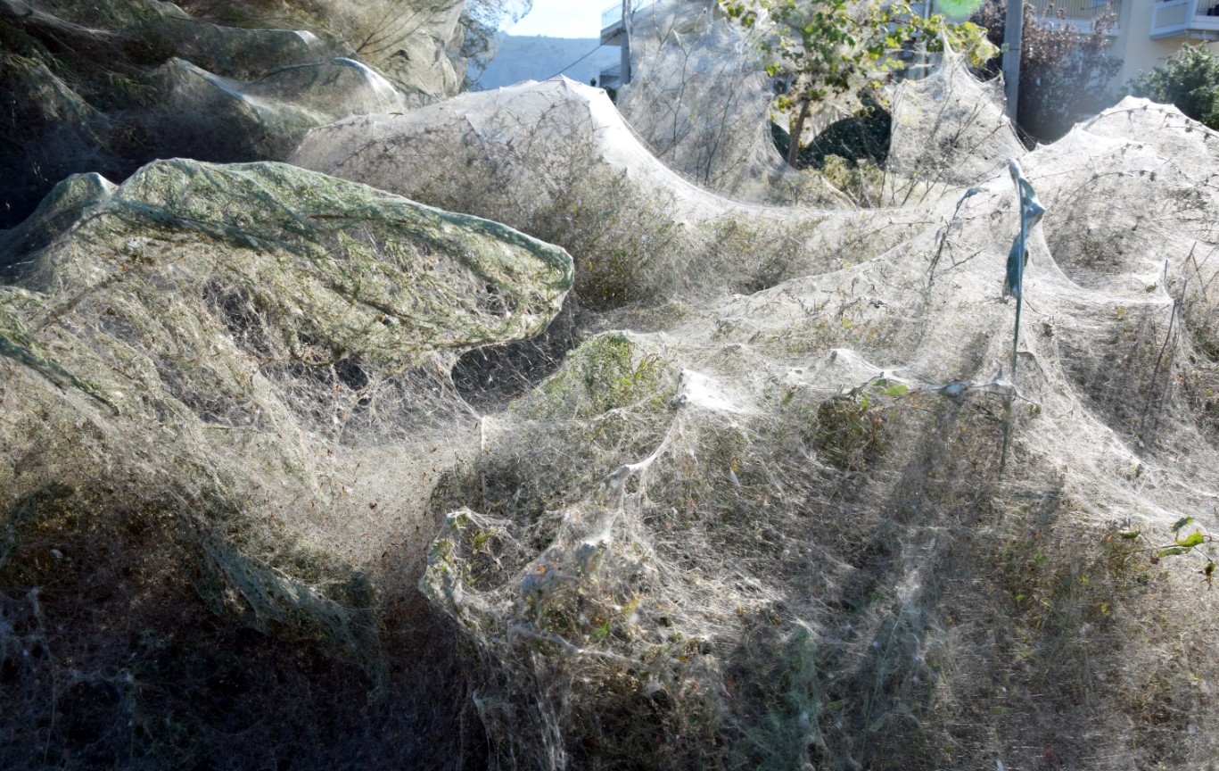 Arachnofobi er garanteret: Aitoliko – en ø erobret af edderkopper