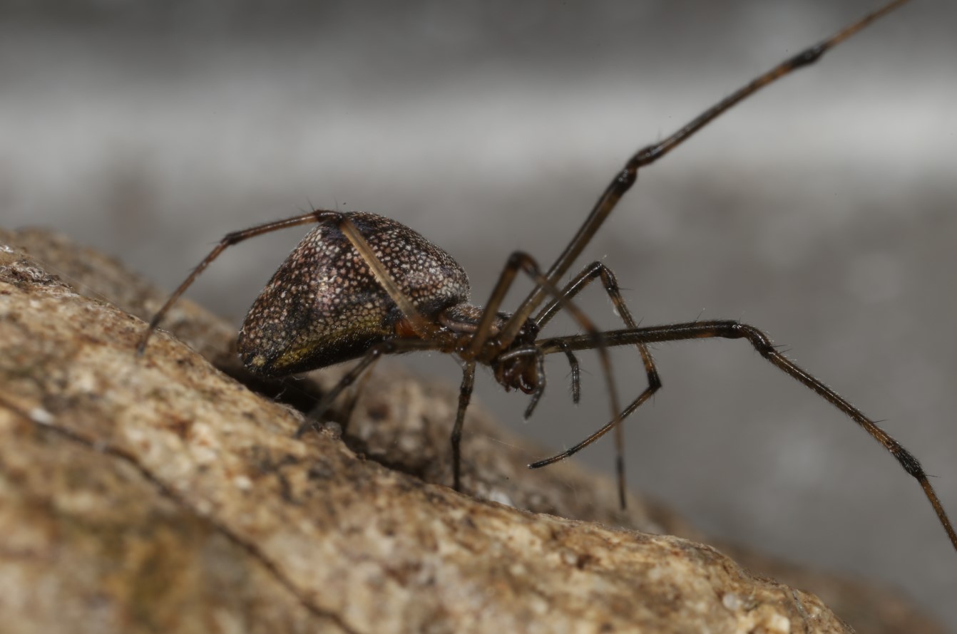 Arachnofobi er garanteret: Aitoliko – en ø erobret af edderkopper