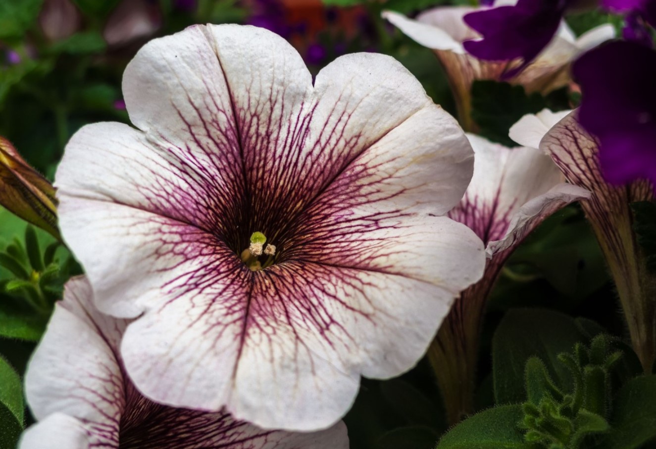 Hvilke blomster skal man plante i juni: de tåler varme og vil blomstre flot allerede i år