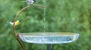 Lav en vandingsplads for fugle og insekter – sådan gør du