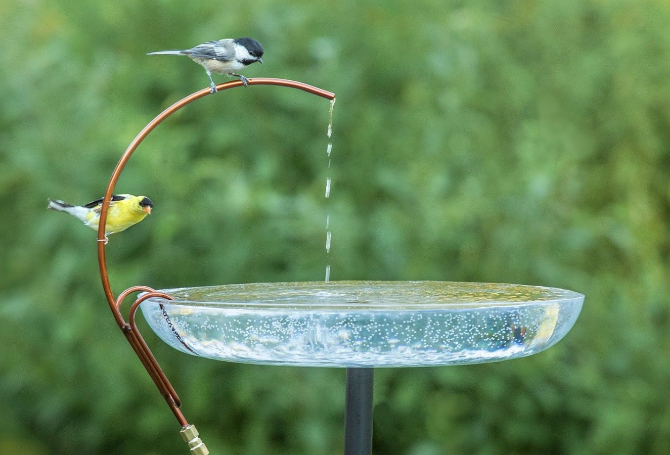 Lav en vandingsplads for fugle og insekter – sådan gør du