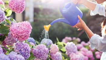 Hvordan man vandrer hortensiaer korrekt: fejl kan forvandle luksuriøse blomster til spinkle buske