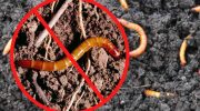 Fjernede wireworm på en dag med en helvedes cocktail: 1 skefuld i en spand vand — og problemet med skadedyret er løst i 5 år