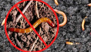 Fjernede wireworm på en dag med en helvedes cocktail: 1 skefuld i en spand vand — og problemet med skadedyret er løst i 5 år