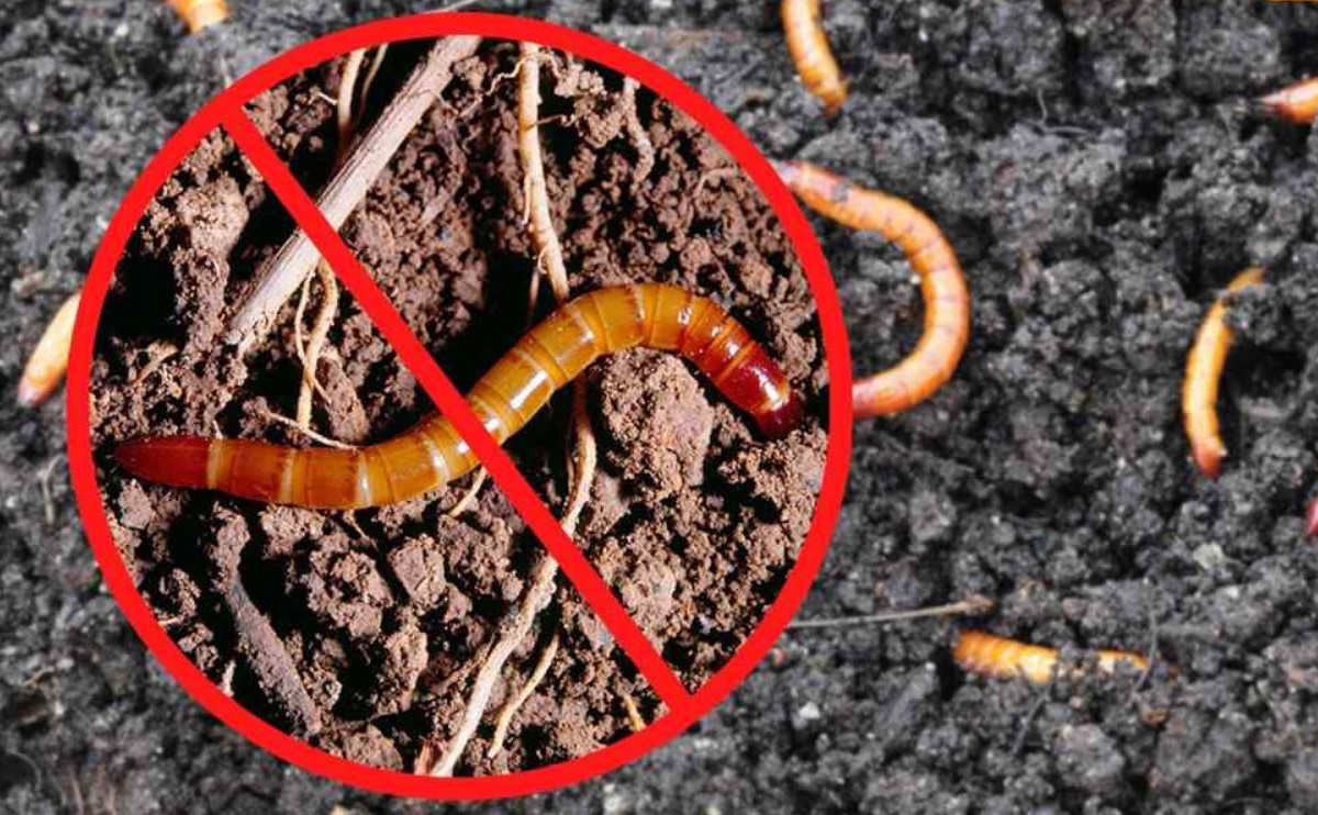 Fjernede wireworm på en dag med en helvedes cocktail: 1 skefuld i en spand vand — og problemet med skadedyret er løst i 5 år