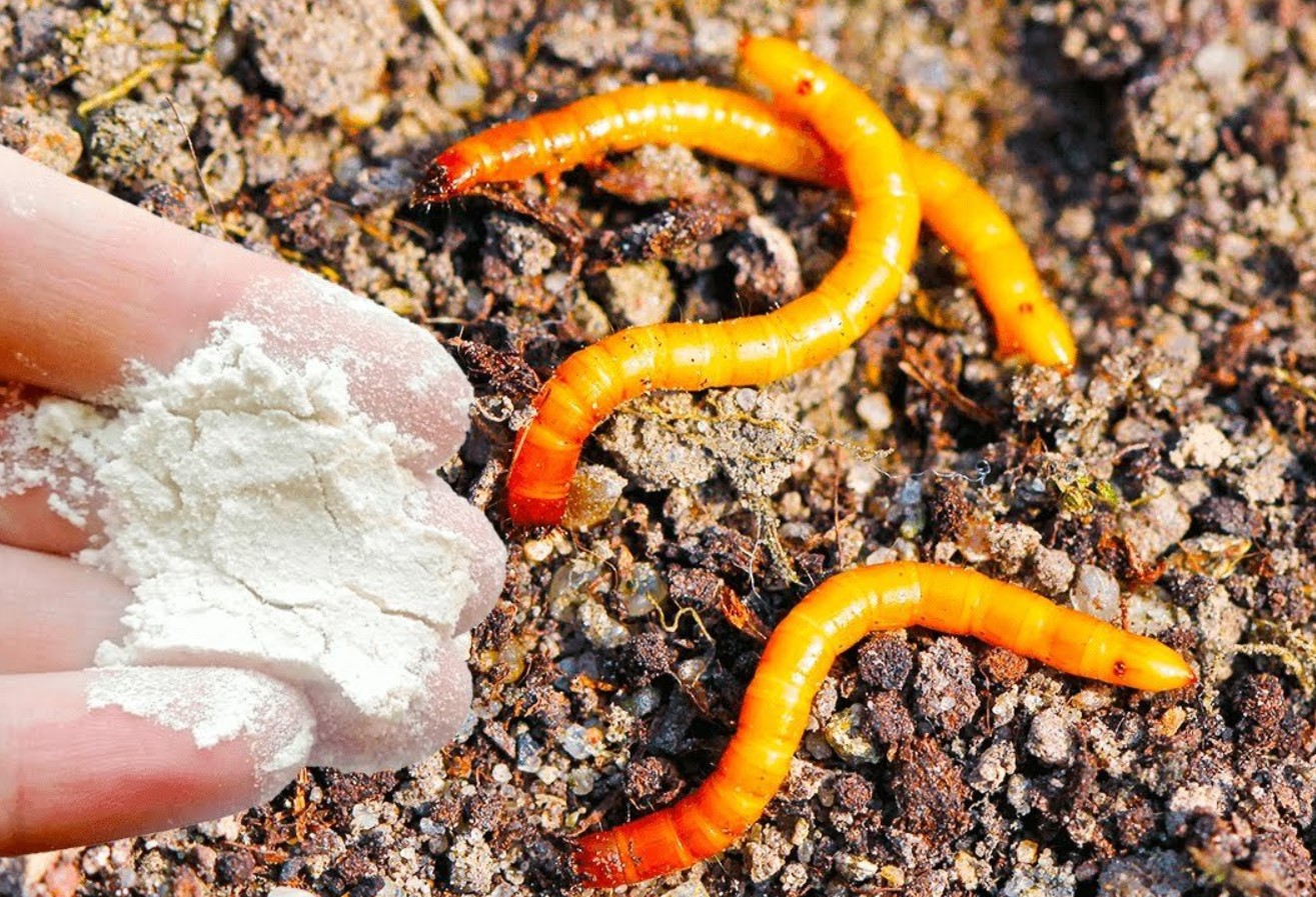 Fjernede wireworm på en dag med en helvedes cocktail: 1 skefuld i en spand vand — og problemet med skadedyret er løst i 5 år
