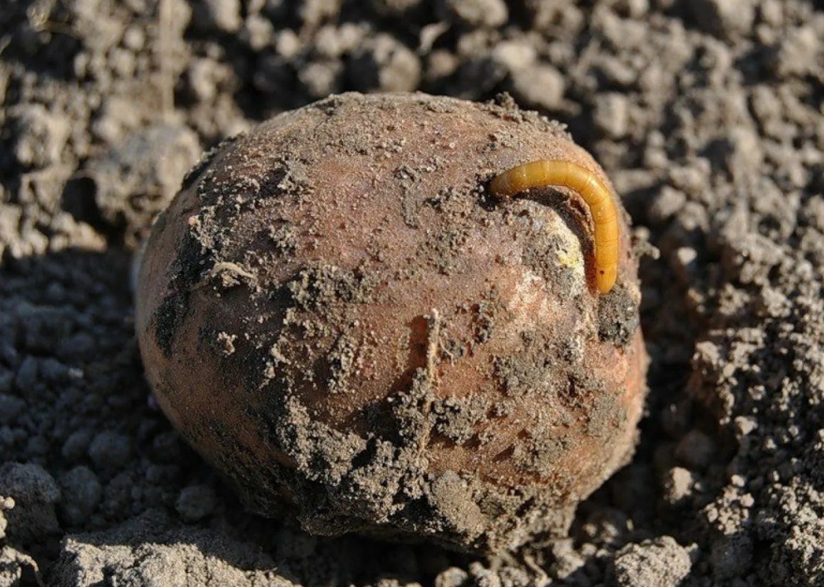Fjernede wireworm på en dag med en helvedes cocktail: 1 skefuld i en spand vand — og problemet med skadedyret er løst i 5 år