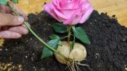 Plant en rosenstængel i en kartoffel: vejledning og tips