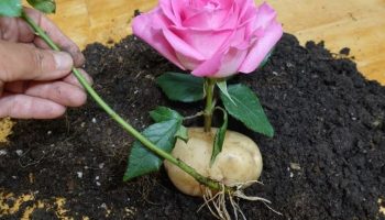 Plant en rosenstængel i en kartoffel: vejledning og tips