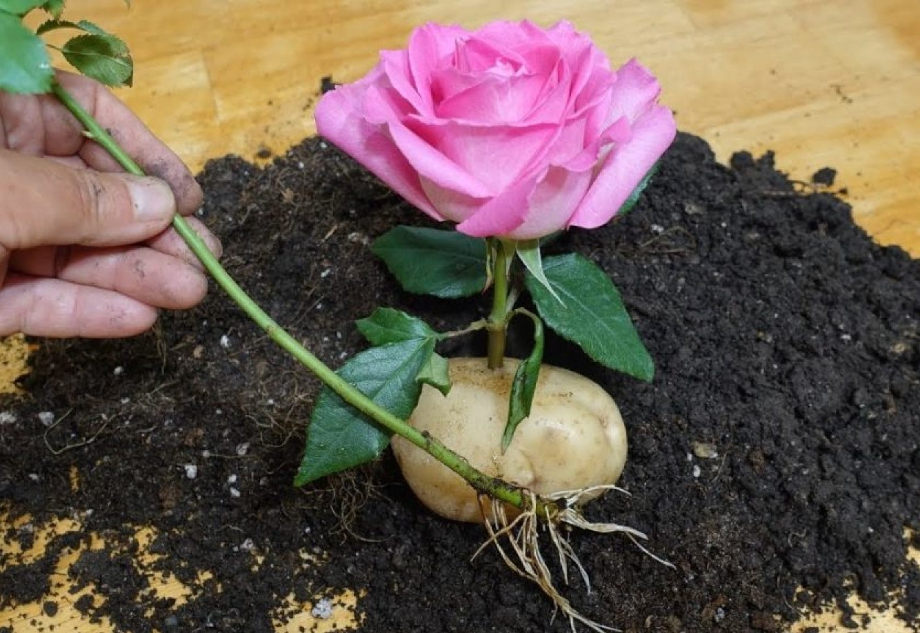Plant en rosenstængel i en kartoffel: vejledning og tips