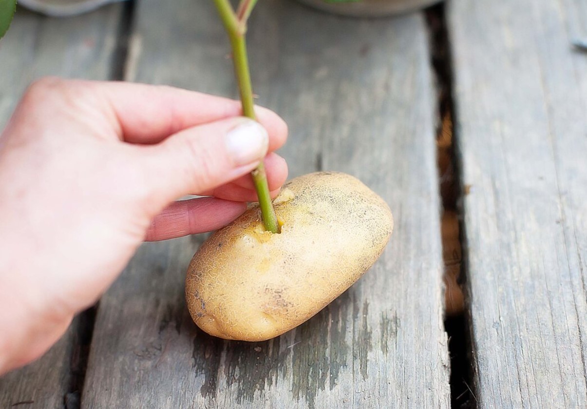Plant en rosenstængel i en kartoffel: vejledning og tips