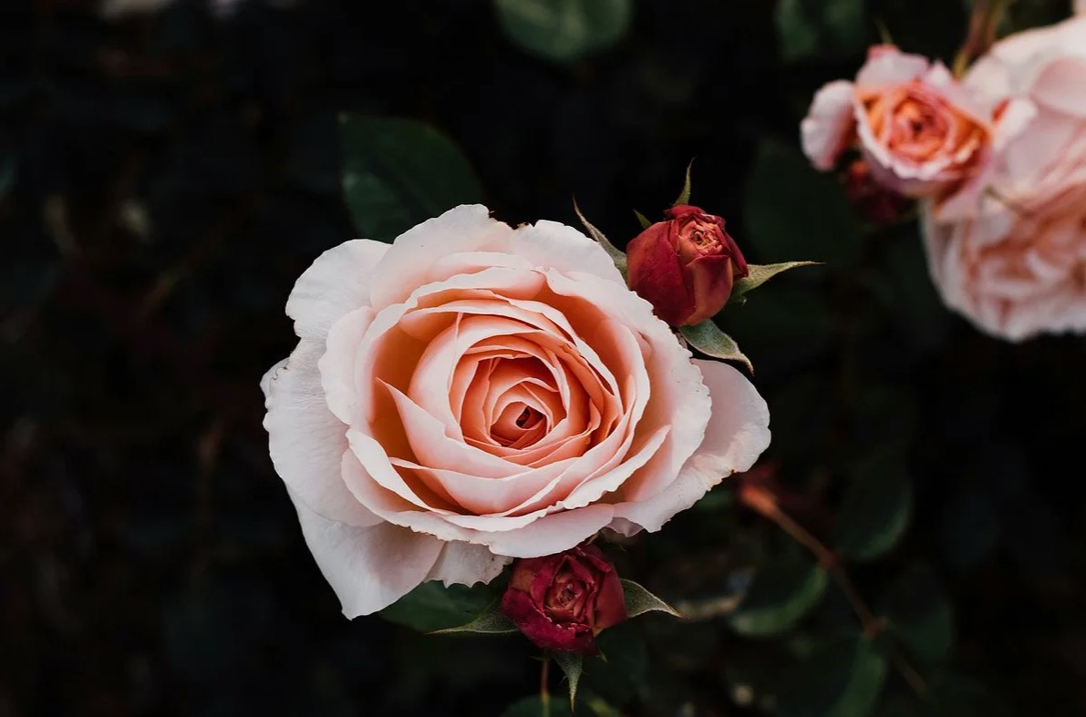 3 planter, der skal beskæres nu for at sikre smuk blomstring hele sommeren og endnu længere