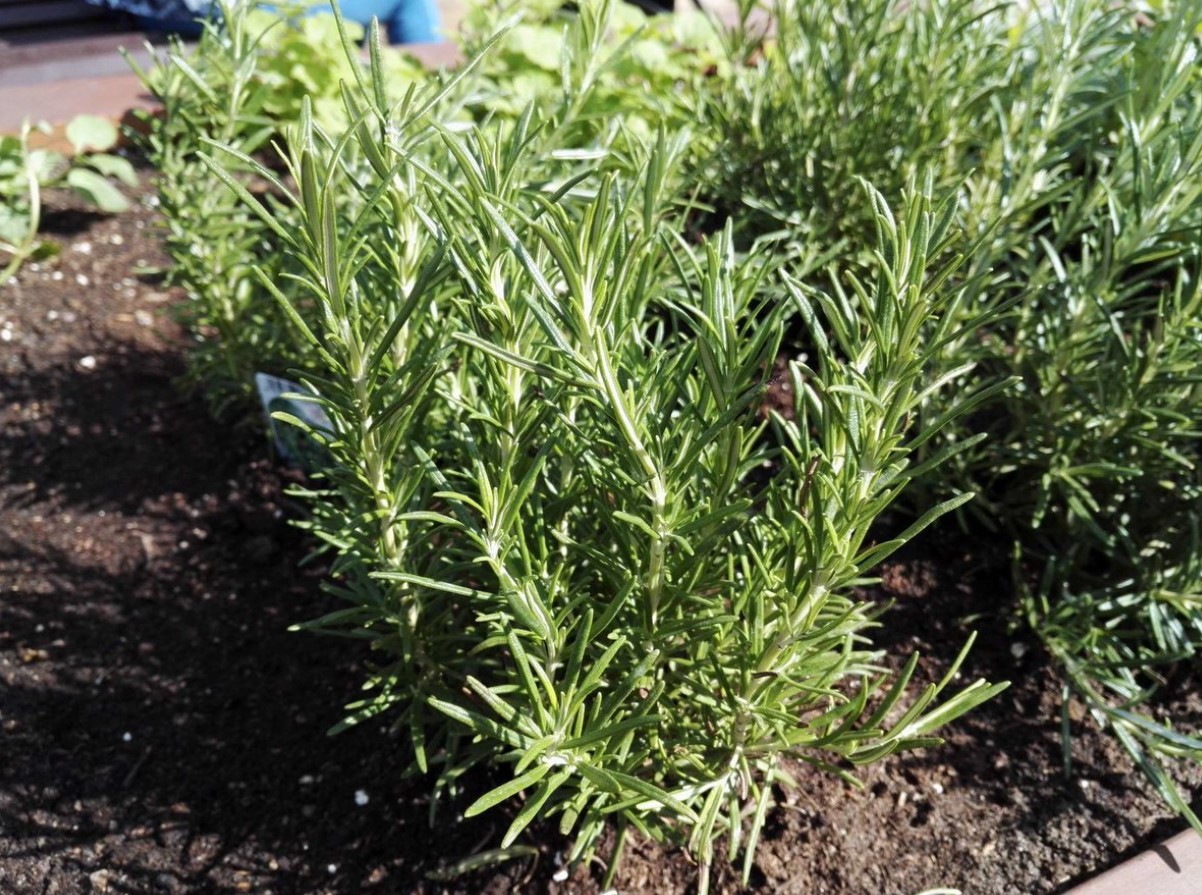 Hvordan man planter rosmarin korrekt: nyttige tips