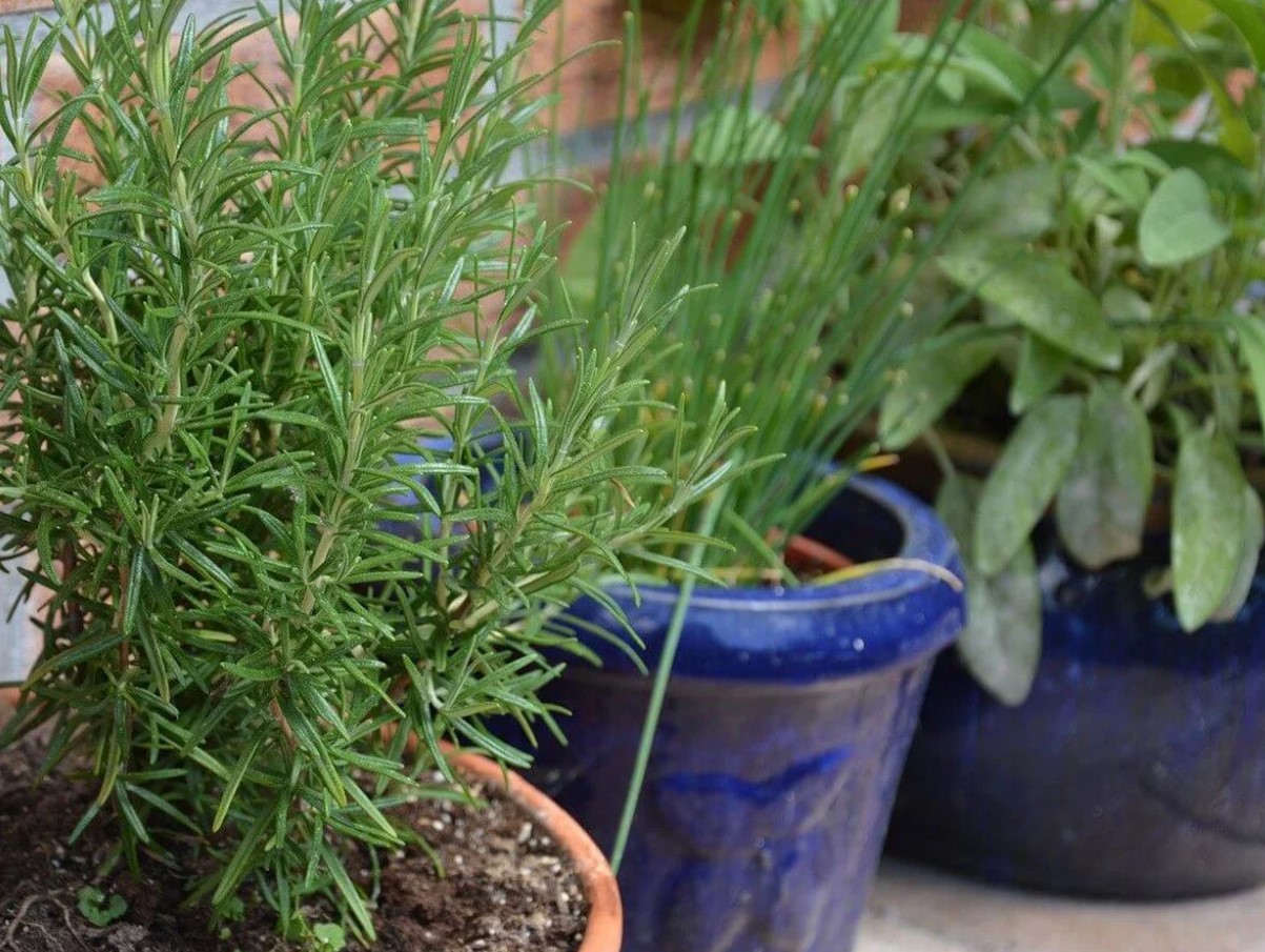 Hvordan man planter rosmarin korrekt: nyttige tips