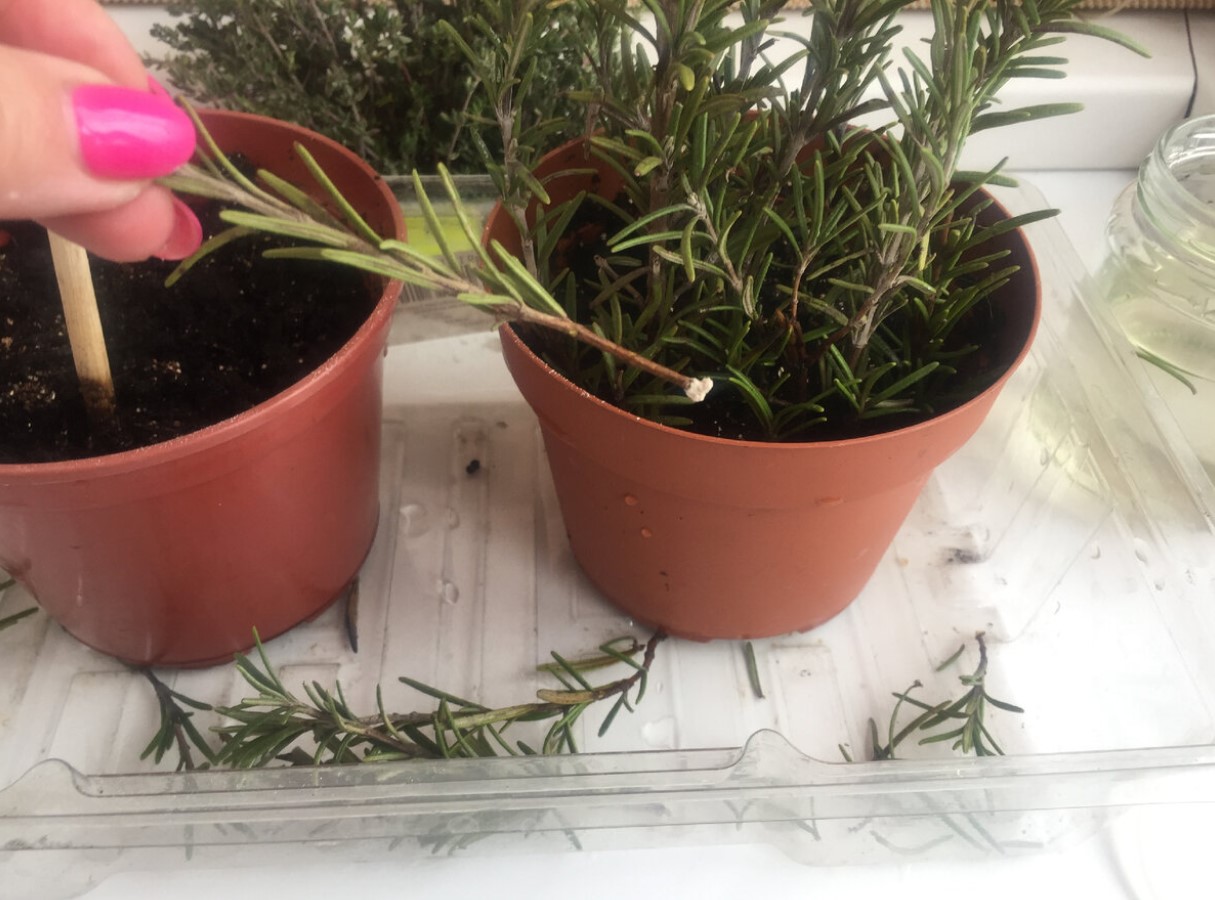 Hvordan man planter rosmarin korrekt: nyttige tips
