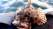 Fisk føler stærke smerter i op til 20 minutter efter fangst – alarmerende data fra forskere