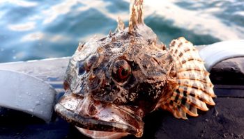 Fisk føler stærke smerter i op til 20 minutter efter fangst – alarmerende data fra forskere